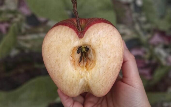 Ile kalorii ma jabłko bez skórki? – Dokładne dane i fakty